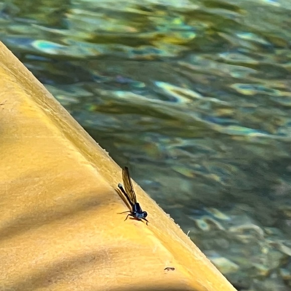 Meet your Posher, MJ - Picture 3 of 9